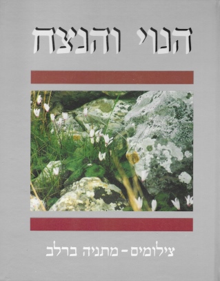 הנוי והנצח